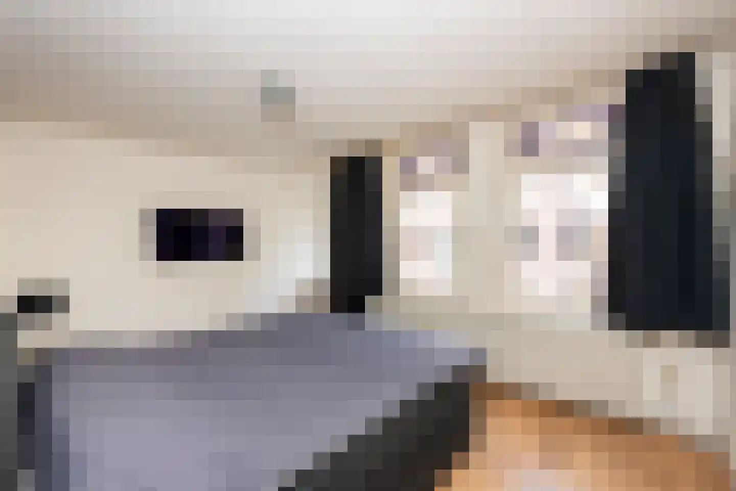 Bisschop Zwijsenstraat 102 Tilburg thumbnail 20