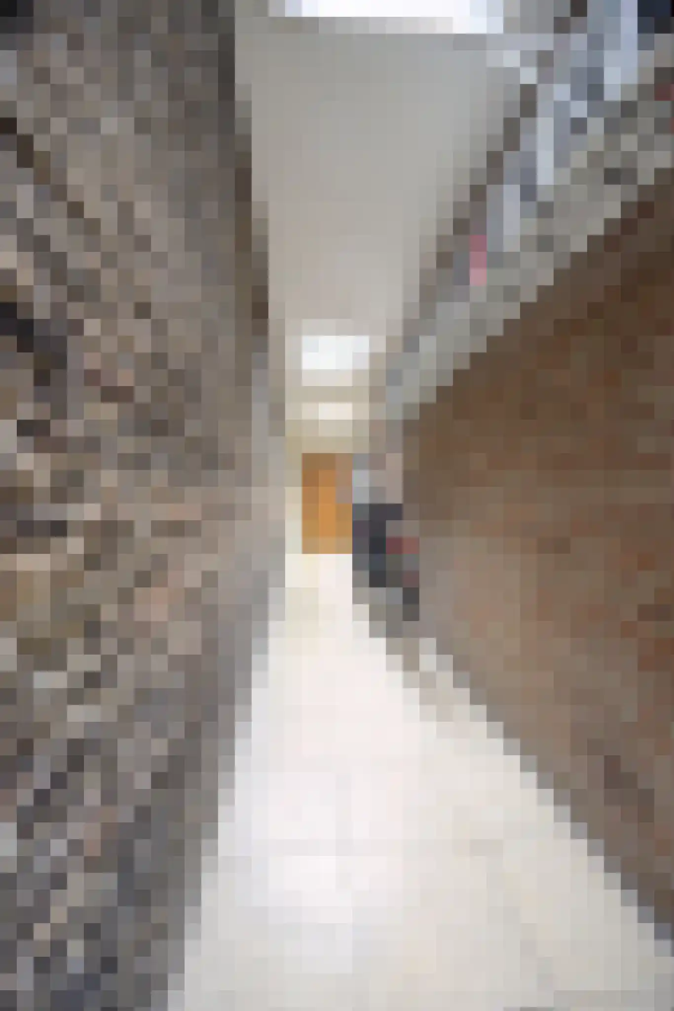 Bisschopsmolenstraat 84 Etten-Leur thumbnail 22