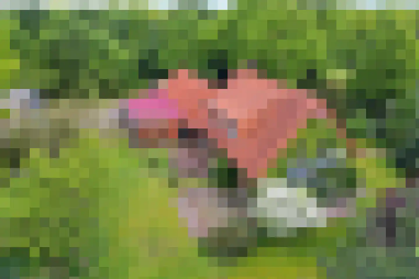 Bisschopsweg 9 Bourtange thumbnail 5