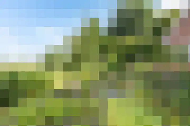 Bitgumerdyk 85 Marsum thumbnail 12