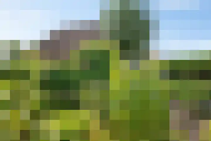 Bitgumerdyk 85 Marsum thumbnail 14