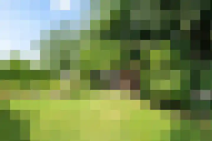 Bitgumerdyk 85 Marsum thumbnail 16