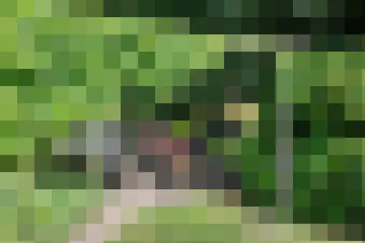 Bitgumerdyk 85 Marsum thumbnail 17