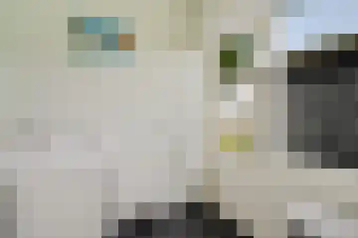 Bitgumerdyk 85 Marsum thumbnail 25