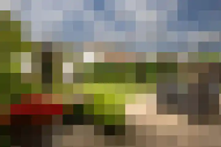 Bitterkruid 35 Amersfoort thumbnail 5