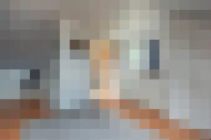 Bitterkruidpad 13 Almere thumbnail 32