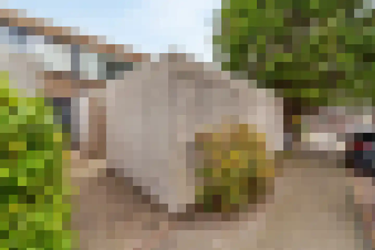 Bizet 34 Naaldwijk thumbnail 28