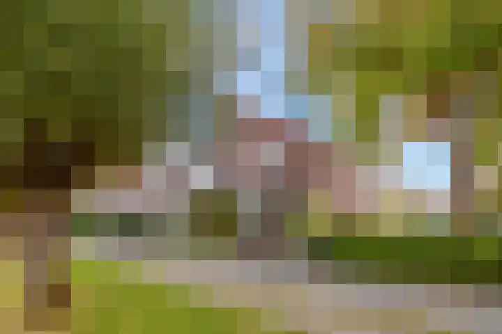 Bizetpad 2 Dirksland thumbnail 37