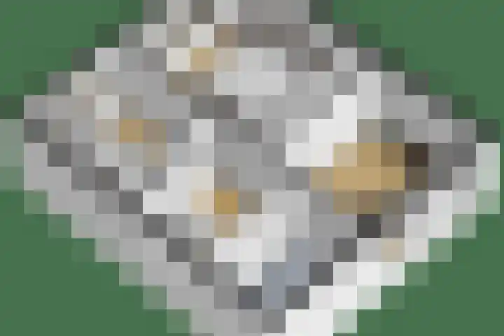 Bizetplantsoen 41 Tilburg thumbnail 43