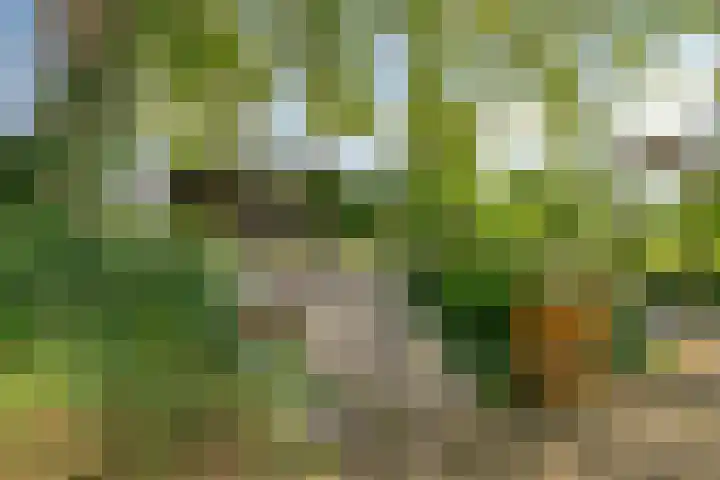 Blaaksedijk 26 Fijnaart thumbnail 39