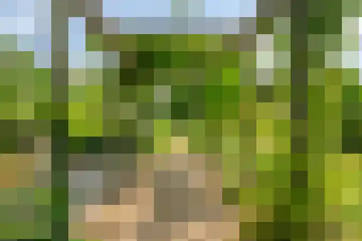 Blaaksedijk 26 Fijnaart thumbnail 42
