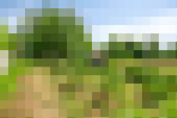 Blaaksedijk 26 Fijnaart thumbnail 43
