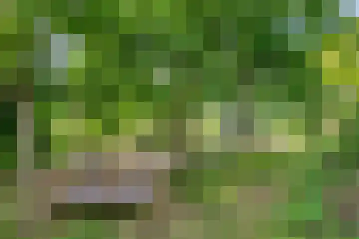 Blaaksedijk 26 Fijnaart thumbnail 47