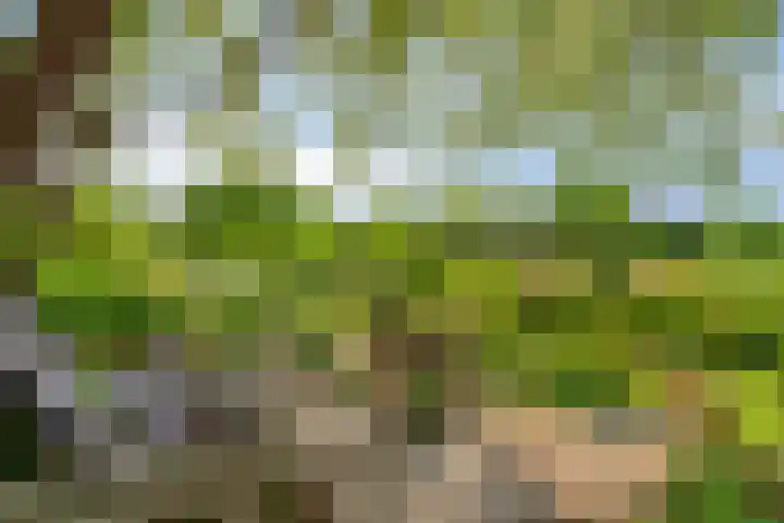 Blaaksedijk 26 Fijnaart thumbnail 5