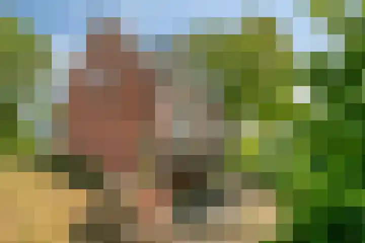 Blaaksedijk 26 Fijnaart thumbnail 51