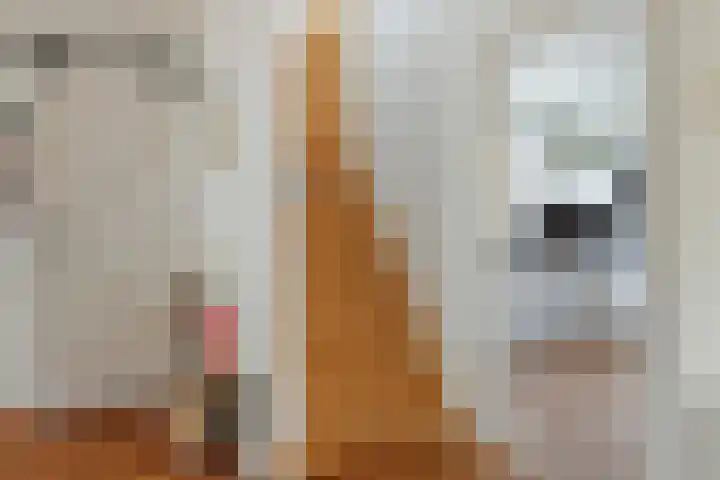 Blaaksedijk Oost 2 A Heinenoord thumbnail 29