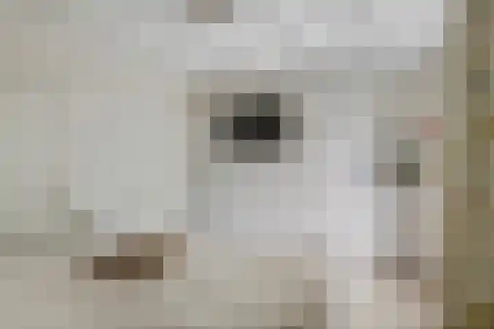 Blaakweg 16 A Harskamp thumbnail 29