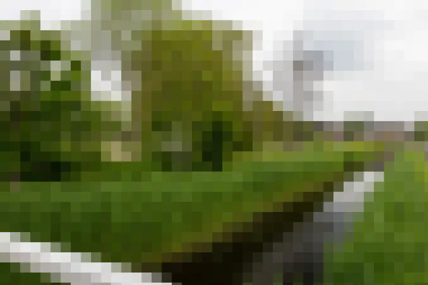 Blaarkop 2 Ter Aar thumbnail 30