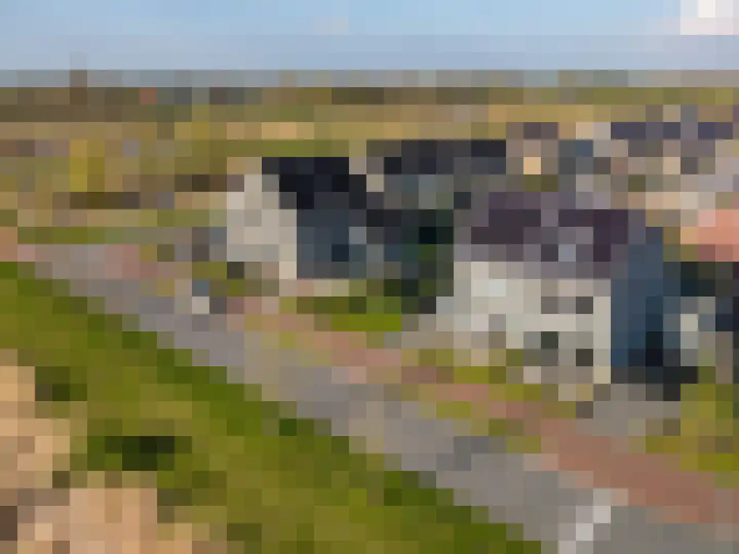 Blaarkop 51 Meerstad thumbnail 13