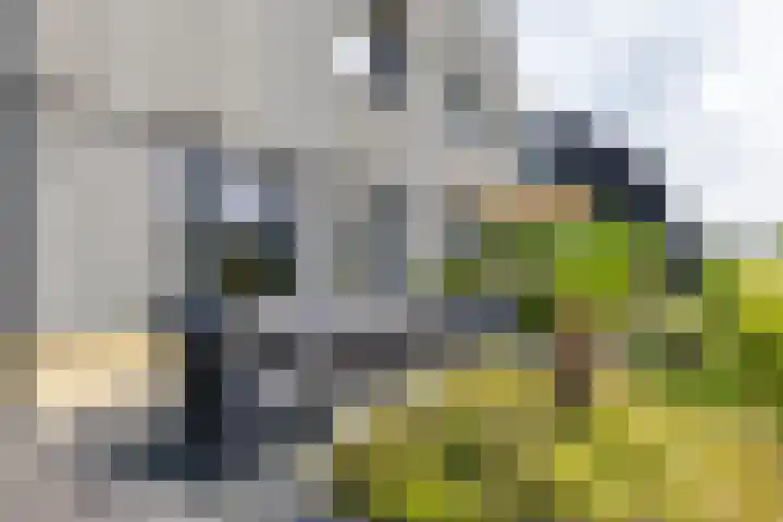 Blaarkop 51 Meerstad thumbnail 15