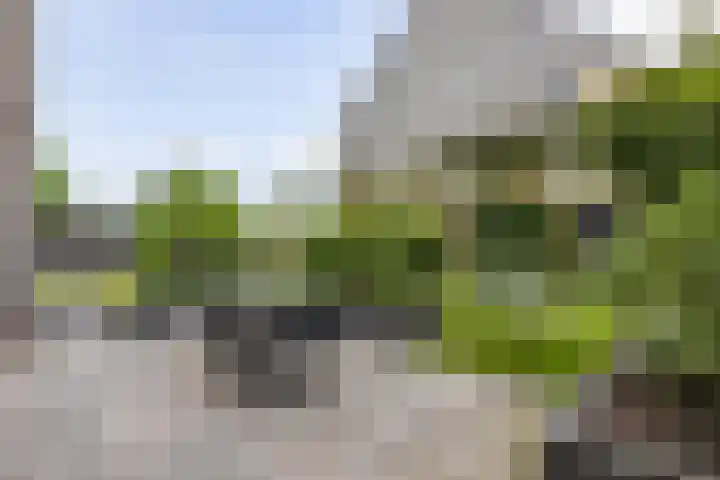 Blaarkop 51 Meerstad thumbnail 22