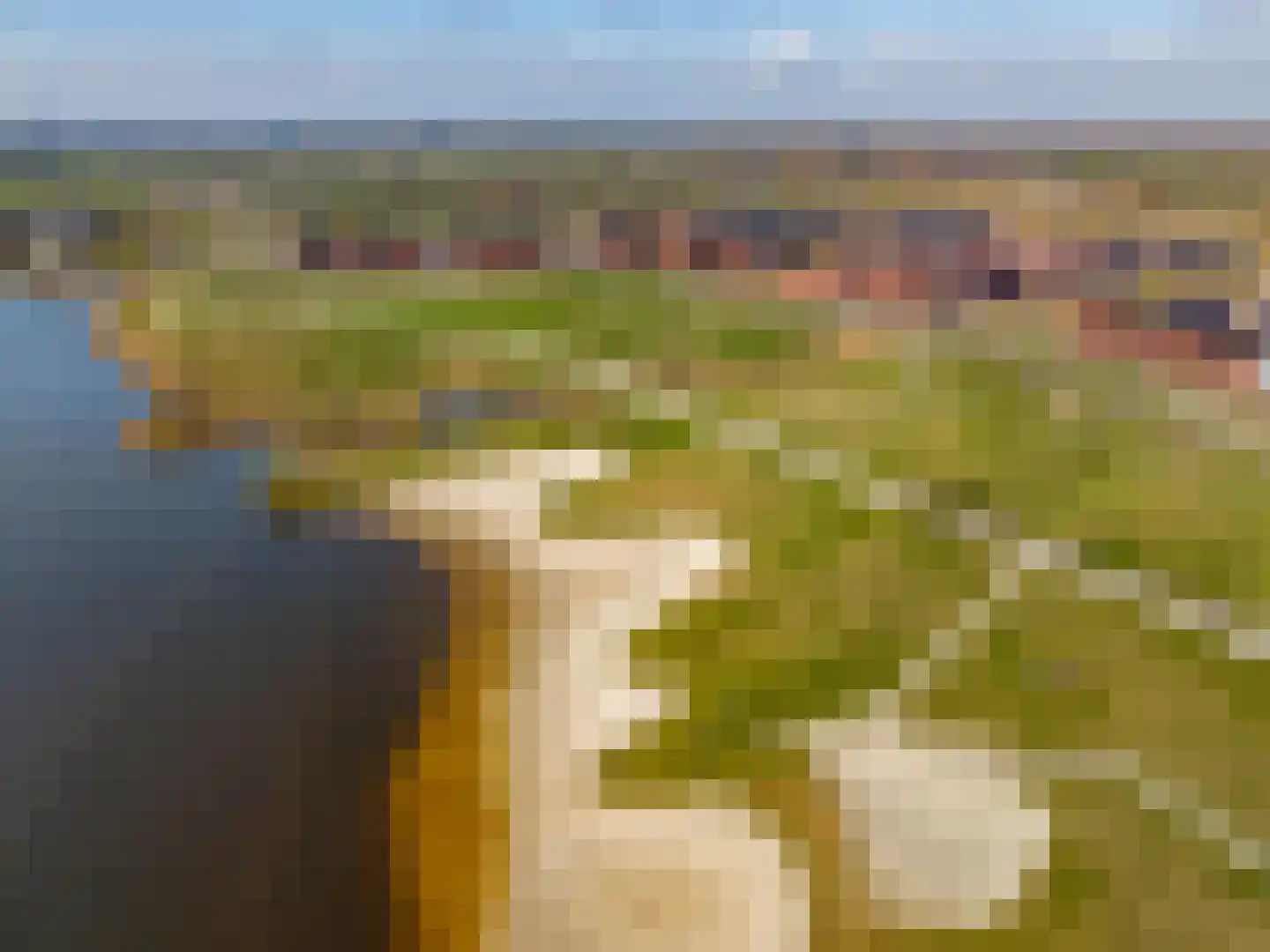 Blaarkop 51 Meerstad thumbnail 7
