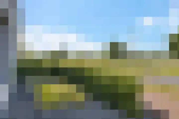 Blaarkop 93 Meerstad thumbnail 11