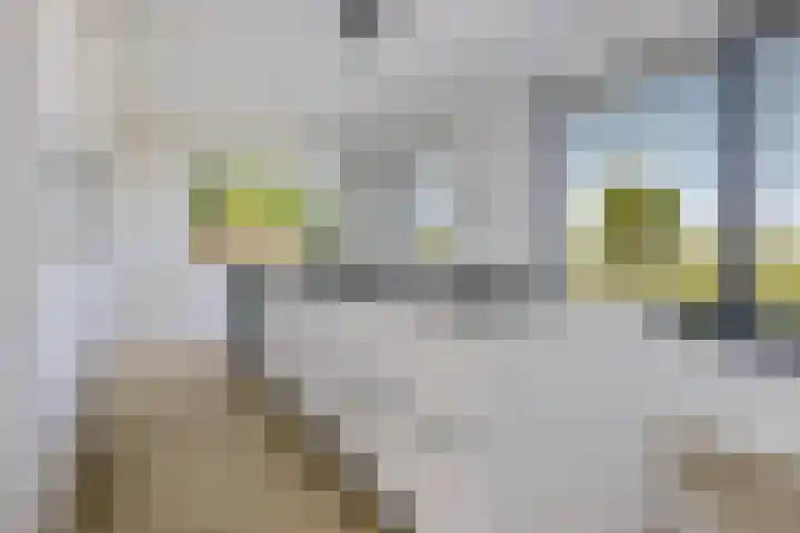 Blaarkop 93 Meerstad thumbnail 27