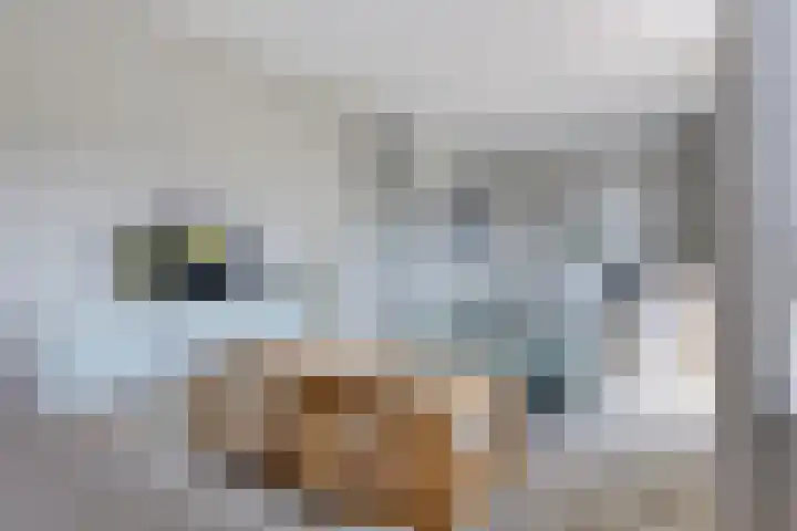 Blaarkop 93 Meerstad thumbnail 34