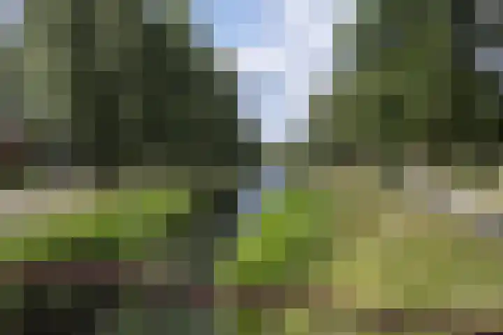 Blaasjeskruidstraat 9 Arnhem thumbnail 42