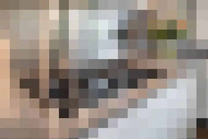 Blaaszegge 32 Zwolle thumbnail 19