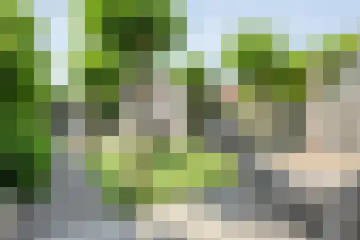Blaaszegge 32 Zwolle thumbnail 34