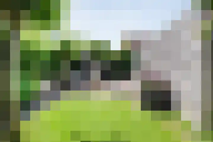 Blaaszegge 32 Zwolle thumbnail 35