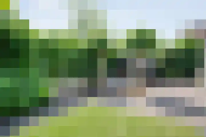 Blaaszegge 32 Zwolle thumbnail 36