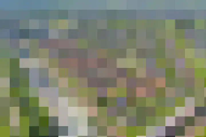 Blaaszegge 32 Zwolle thumbnail 4
