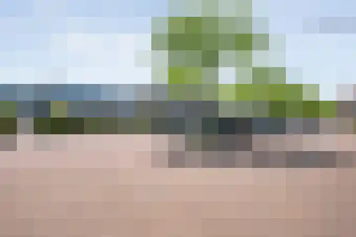 Blaaszegge 32 Zwolle thumbnail 40