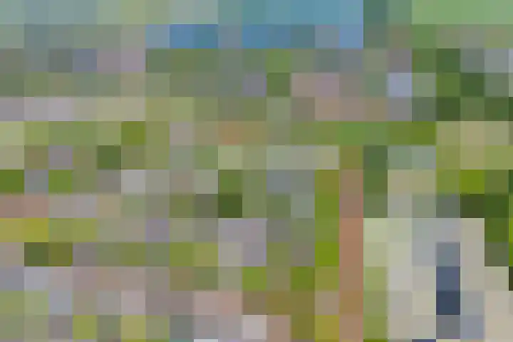 Blaaszegge 32 Zwolle thumbnail 5