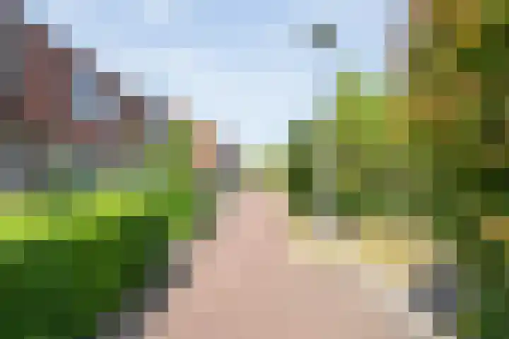 Blaaszegge 32 Zwolle thumbnail 6