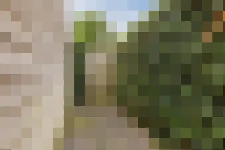 Black Alicante 106 Huissen thumbnail 41