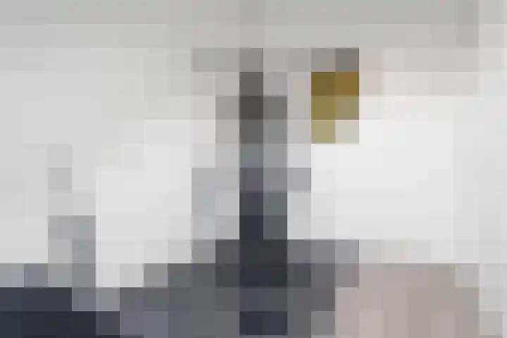 Black Alicante 29 Huissen thumbnail 34