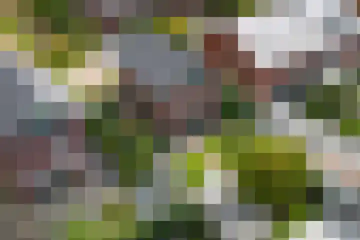 Black Alicante 88 Huissen thumbnail 55