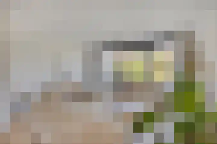 Black Alicante 92 Huissen thumbnail 11
