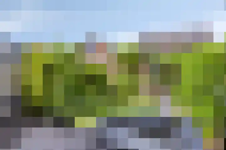 Black Alicante 92 Huissen thumbnail 31