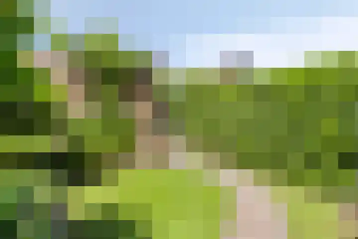 Black Alicante 92 Huissen thumbnail 34