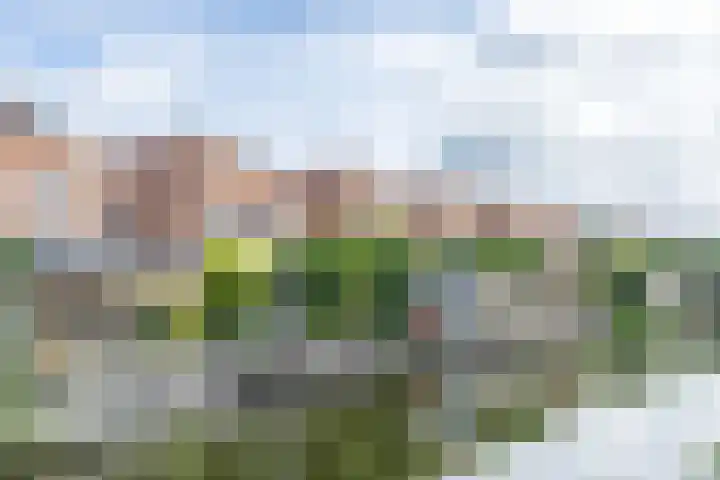 Bladhaantje 25 Krommenie