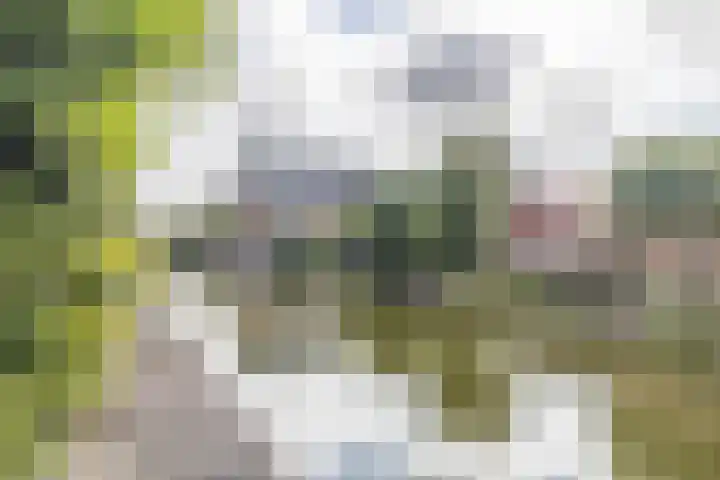 Bladhaantje 25 Krommenie thumbnail 20
