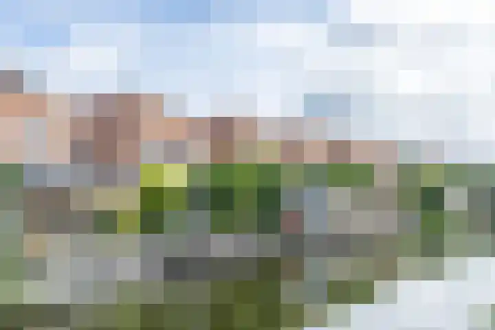Bladhaantje 25 Krommenie thumbnail 39