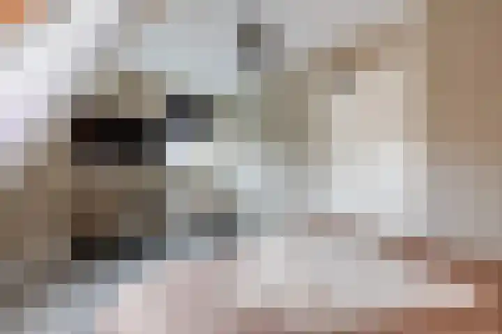 Bladkoninkje 11 Boxmeer thumbnail 17