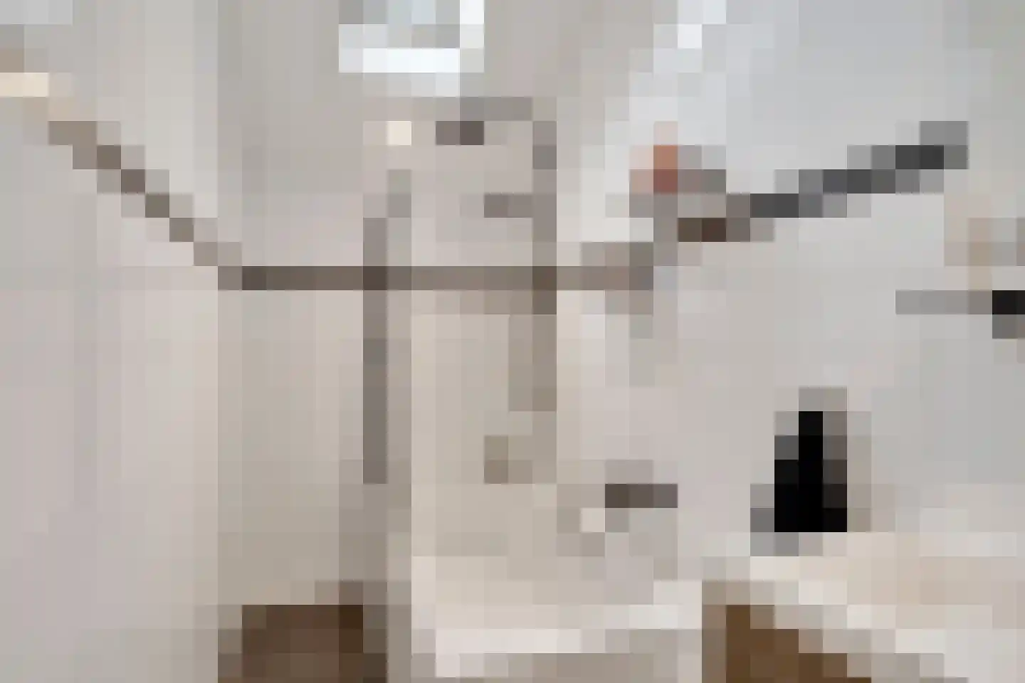 Bladmos 25 Nieuwerkerk aan den IJssel thumbnail 21