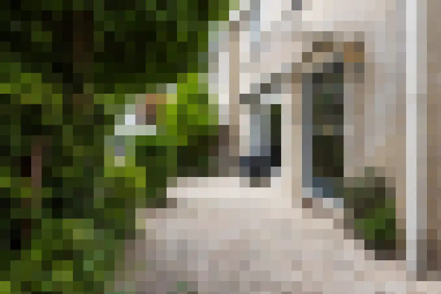 Bladmos 5 Bergschenhoek thumbnail 27